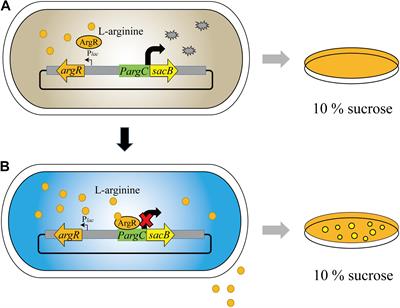 Development of a Novel Biosensor-Driven Mutation and Selection System via in situ Growth of Corynebacterium crenatum for the Production of L-Arginine